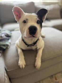 American Staffordshire Terrier Dogs Available for Adoption in Voorhees Township, New Jersey - Sirius  | PetCurious