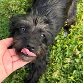 Missy -  Yorkshire Terrier and Shih Tzu Dog for Adoption in Sparta, New Jersey - Missy | PetCurious