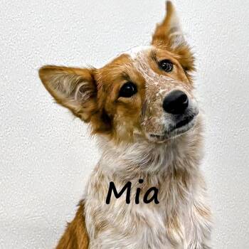 Mia -  Australian Shepherd and Australian Cattle Dog Blue Heeler Dog for Adoption in Aurora, Nebraska - Mia | PetCurious