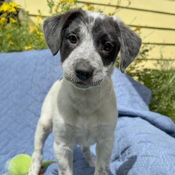 Spaniel and Terrier Dogs Available for Adoption in San Diego, California - Cheers Pup - Frazier | PetCurious