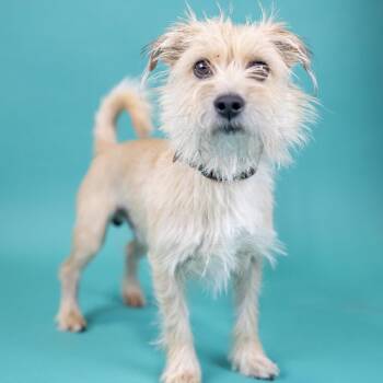 Terrier Dogs Available for Adoption in Portland, Oregon - Jason | PetCurious