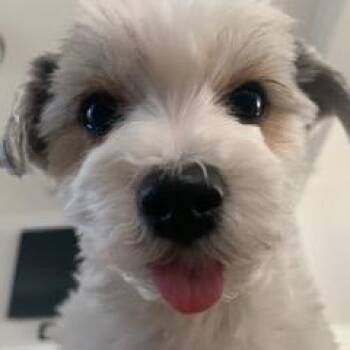 Maddie -  Yorkshire Terrier Dog for Adoption in Fremont, California - Maddie | PetCurious