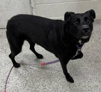 Havana -  Mixed Breed Dog for Adoption in Kansas City, Missouri - Havana | PetCurious