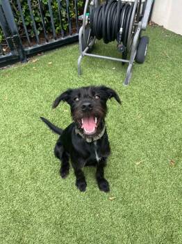 Nico -  Wirehaired Terrier Dog for Adoption in Richland Hills, Texas - Nico | PetCurious