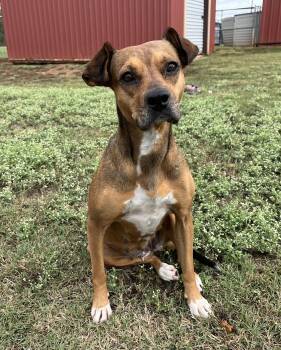 Rescue Mixed Breed Dogs for Adoption in Chickasha, Oklahoma - Sporty Spice | PetCurious