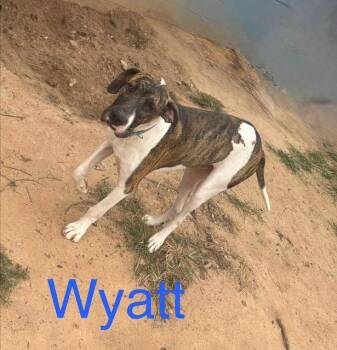 Wyatt -  Great Dane and Mixed Breed Dog for Adoption in Zimmerman, Minnesota - Wyatt | PetCurious