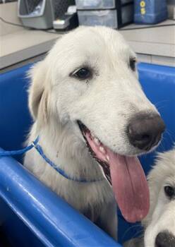 SHEILA -  Mixed Breed Dog for Adoption in Dallas, Texas - SHEILA | PetCurious