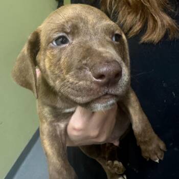Burtram -  Plott Hound Dog for Adoption in Blue Ridge, Georgia - Burtram | PetCurious