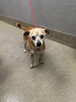 Chihuahua Dogs Available for Adoption - OBIE | PetCurious