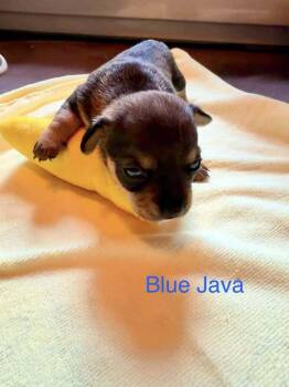 Blue Java -  Chihuahua Dog for Adoption in Waunakee, Wisconsin - Blue Java | PetCurious