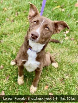 Rescue Shepherd Dogs for Adoption in Battle Creek, Michigan - Loreal | PetCurious