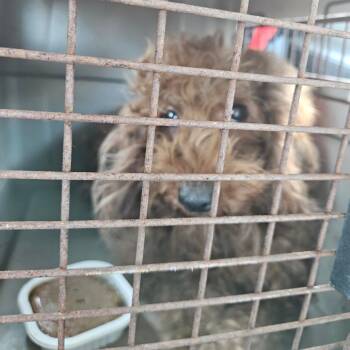Raggedy Ann -  Miniature Poodle Dog for Adoption in Lake Jackson, Texas - Raggedy Ann | PetCurious