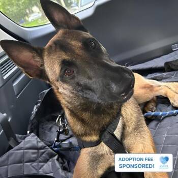 Rocky -  Belgian Shepherd Malinois Dog for Adoption in Naperville, Illinois - Rocky | PetCurious