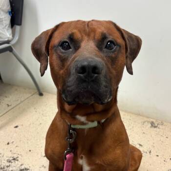 Plato -  Mixed Breed Dog for Adoption in Columbia, Missouri - Plato | PetCurious
