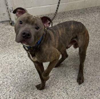 Gilbert Grape -  Pit Bull Terrier and Mixed Breed Dog for Adoption in Kansas City, Missouri - Gilbert Grape | PetCurious