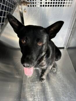 Rescue Shepherd and Mixed Breed Dogs for Adoption in Fort Worth, Texas - 59811815 | PetCurious