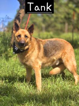 Tank -  German Shepherd Dog Dog for Adoption in Walthill, Nebraska - Tank | PetCurious
