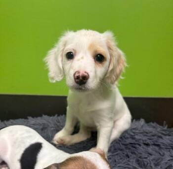 Ziggy -  Mixed Breed Dog for Adoption in Osseo, Michigan - Ziggy | PetCurious