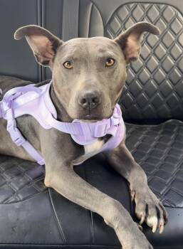 Dylia -  Weimaraner and Pit Bull Terrier Dog for Adoption - Dylia | PetCurious