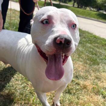 Hashbrown -  American Bulldog and Mixed Breed Dog for Adoption in West Des Moines, Iowa - Hashbrown | PetCurious