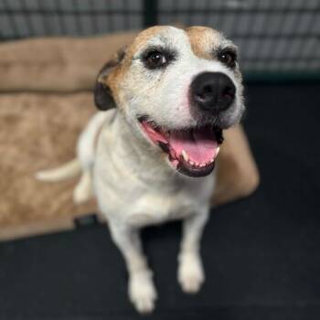 Rescue American Bulldog and Mixed Breed Dogs for Adoption in Turlock, California - Coco | PetCurious