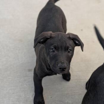 Coal -  Black Labrador Retriever and Mixed Breed Dog for Adoption in Fenton, Michigan - Coal | PetCurious