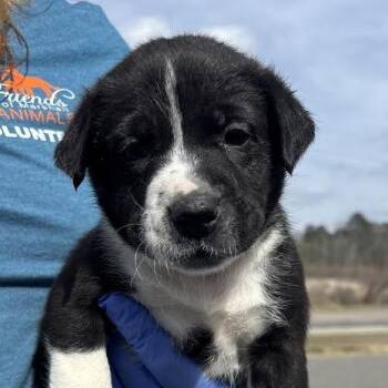Great Pyrenees Dogs Available for Adoption - Bryn | PetCurious