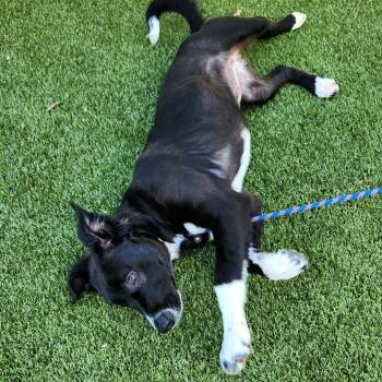 Border Collie and Labrador Retriever Dogs Available for Adoption in Falls Church, Virginia - Yertle | PetCurious