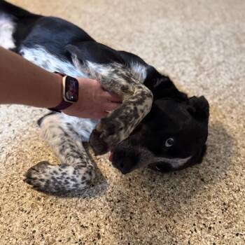 Husky and Cattle Dog Dogs Available for Adoption - Jane | PetCurious