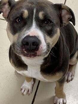 Cocoa -  American Bulldog Dog for Adoption in Union City, Indiana - Cocoa | PetCurious