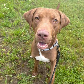 Red -  Labrador Retriever Dog for Adoption in Syracuse, New York - Red | PetCurious