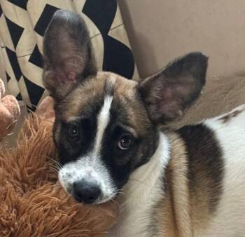 Mia Mars - Local pup -  Collie and Jack Russell Terrier Dog for Adoption in Andover, Massachusetts - Mia Mars - Local Pup | PetCurious