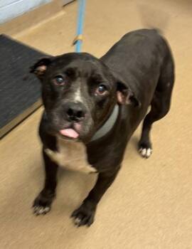 Canada -  Mixed Breed Dog for Adoption in Chamblee, Georgia - Canada | PetCurious