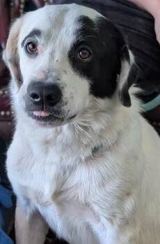 Dimitri -  Border Collie and Great Pyrenees Dog for Adoption in La Harpe, Kansas - Dimitri | PetCurious
