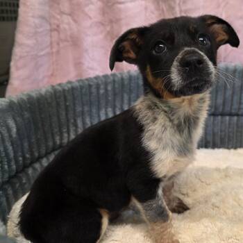 Morgan -  Rat Terrier Dog for Adoption in Wiggins, Mississippi - Morgan | PetCurious