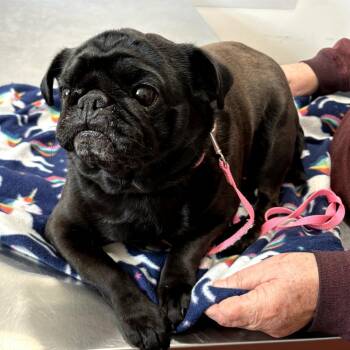 Pug Dogs Available for Adoption - Mindy | PetCurious