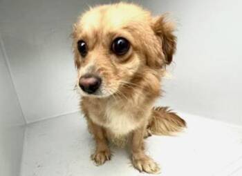 Chihuahua Dogs Available for Adoption in Houston, Texas - A654378 | PetCurious