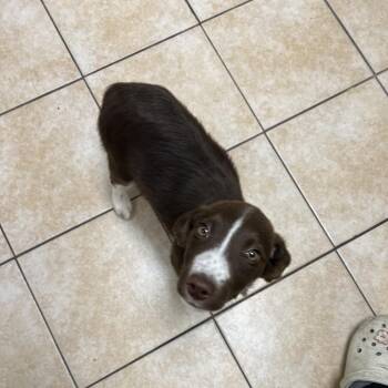 Beagle Dogs Available for Adoption - Stefan | PetCurious