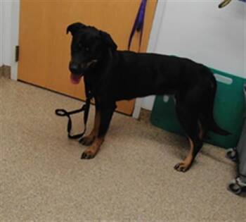 ROSALINA -  Rottweiler and Mixed Breed Dog for Adoption in Albuquerque, New Mexico - ROSALINA | PetCurious