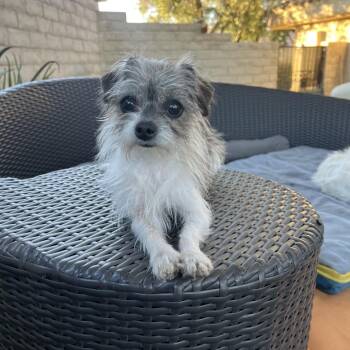 Terrier and Mixed Breed Dogs Available for Adoption in Las Vegas, Nevada - Petunia | PetCurious