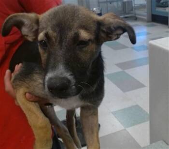 A479776 -  German Shepherd Dog Dog for Adoption in Oklahoma City, Oklahoma - A479776 | PetCurious