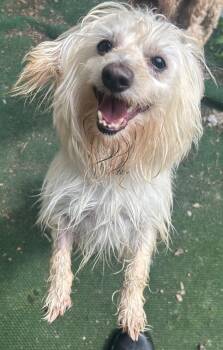Frosty -  Jack Russell Terrier and Maltese Dog for Adoption - Frosty | PetCurious