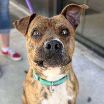Mixed Breed and Pit Bull Terrier Dogs Available for Adoption - Julian | PetCurious