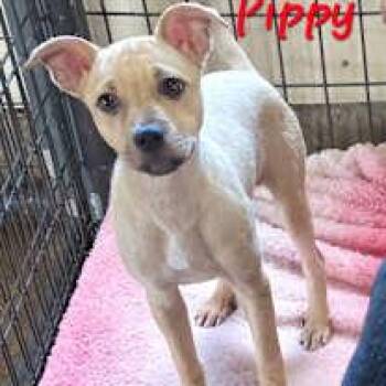 Pippy -  Boxer and Pit Bull Terrier Dog for Adoption in Watertown, Connecticut - Pippy | PetCurious