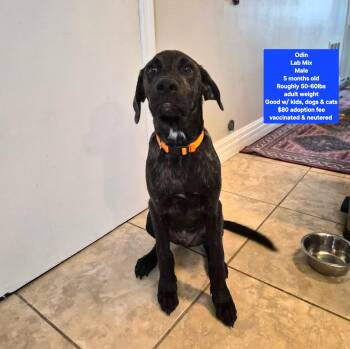 R-Odin -  Labrador Retriever Dog for Adoption in Oviedo, Florida - R-Odin | PetCurious