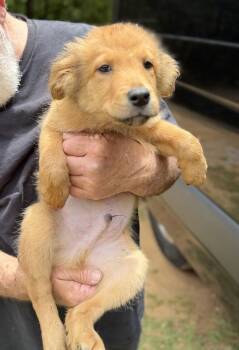 Flat Coated Retriever and Golden Retriever Dogs Available for Adoption in Fosters, Alabama - ARROW | PetCurious