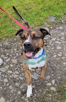 Boxer and Mixed Breed Dogs Available for Adoption in Elmira, New York - Cosmo | PetCurious
