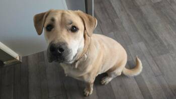 Hunter -  Yellow Labrador Retriever and Mixed Breed Dog for Adoption in Thornton, Colorado - Hunter | PetCurious