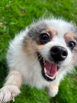 Pilot -  Pomeranian Dog for Adoption in Tacoma, Washington - Pilot | PetCurious