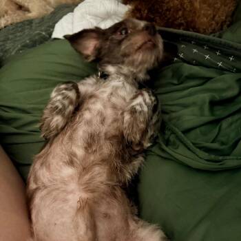 Sid -  Shih Tzu and Mixed Breed Dog for Adoption in Helena, Alabama - Sid | PetCurious